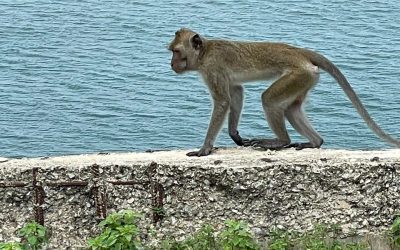 Monkey Mountain: Eye Contact is a Commitment