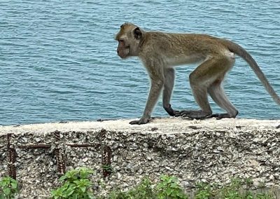 Macaque on Monkey Mountain