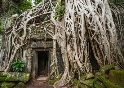 Mother Nature displays her dominance at Ta Prohm Templejpg