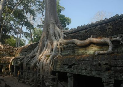 Tree root growing over entrance at Ta Prohm