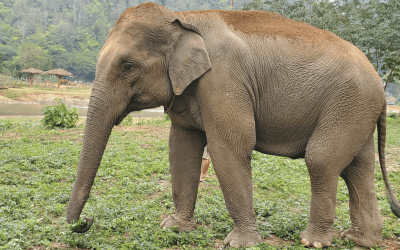 An Elephant-Sized Yelp Review
