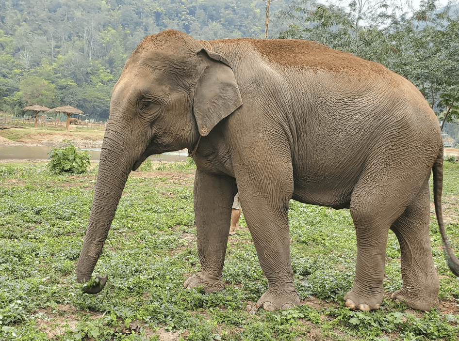 Elephant Jungle Sanctuary, Chiang Mai